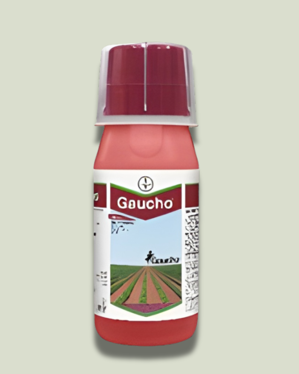 Gauchoगाउचो Gaucho/गाउचो