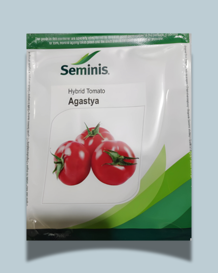 Seminis Agastya Tomato