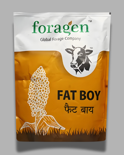 FAT BOY/फ़ैट बॉय