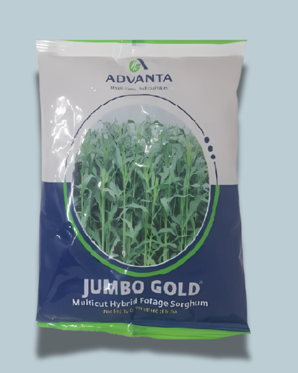 JUMBO GOLD/ जंबो गोल्ड