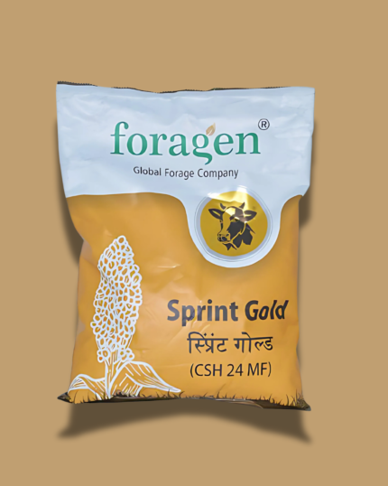 SPRINT GOLD / स्प्रिंट गोल्ड