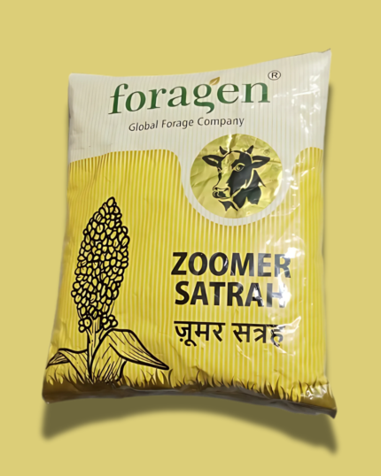 ZOOMER SATRAH/ज़ूमर सत्रह