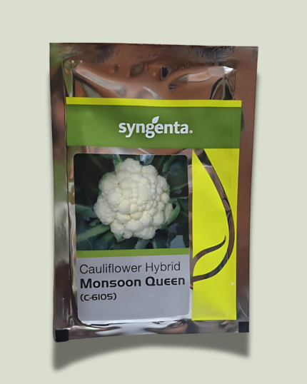 MONSOON QUEEN(C-6105)/ मानसून क्वीन(सी-6105)
