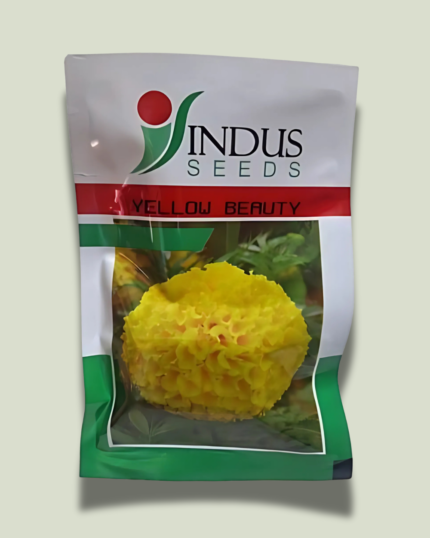 YELLOW BEAUTY/ऐलो ब्यूटी