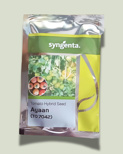AYAAN (7042)/ अयान (7042)