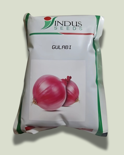 GULABI/गुलाबी