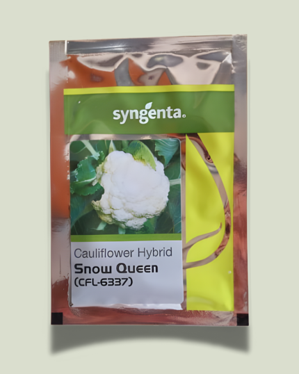 SNOW QUEEN(CFL-6337)
