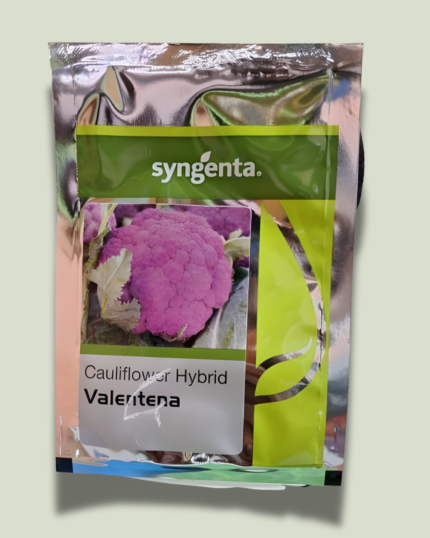 VALENTENA/वैलेंटेना