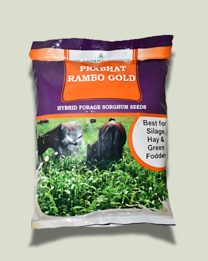 PRABHAT (RAMBO GOLD)