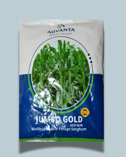JUMBO GOLD ELITE (ADV 6630)