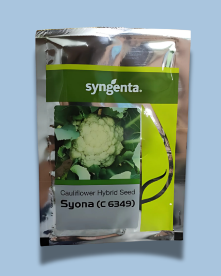 SYONA (C 6349)